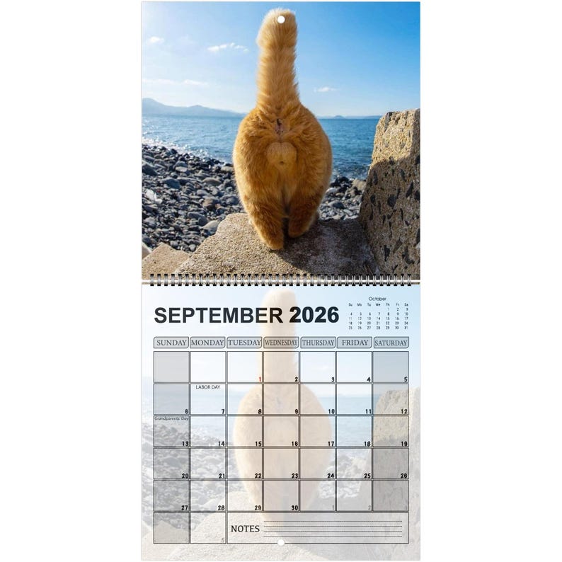Funny Cats’ Buttholes 2026 Calendar