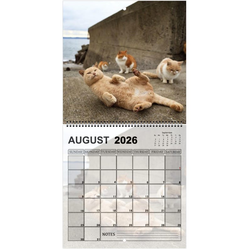 Funny Cats’ Buttholes 2026 Calendar